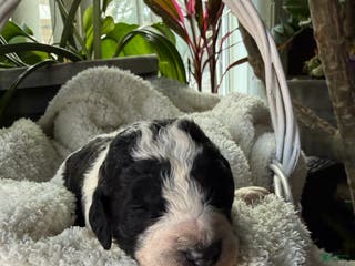 Mixed Breed dogs Ace - Ad 27