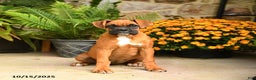Boxer dogs for sale: Candy - Ad 5