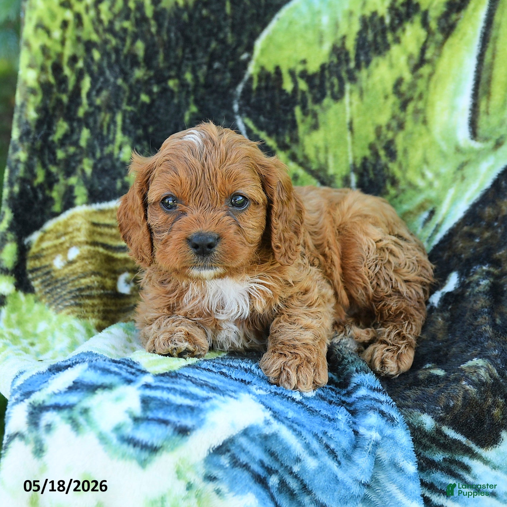 Cavapoo dogs Michael  - Ad 2