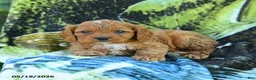 Cavapoo dogs for sale: Michael  - Ad 2
