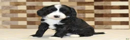 Mixed Breed dogs for sale: Fairy - Ad 3
