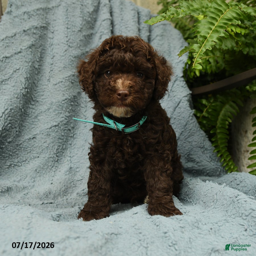 Toy Poodle dogs for sale: Jeremy - Ad 4