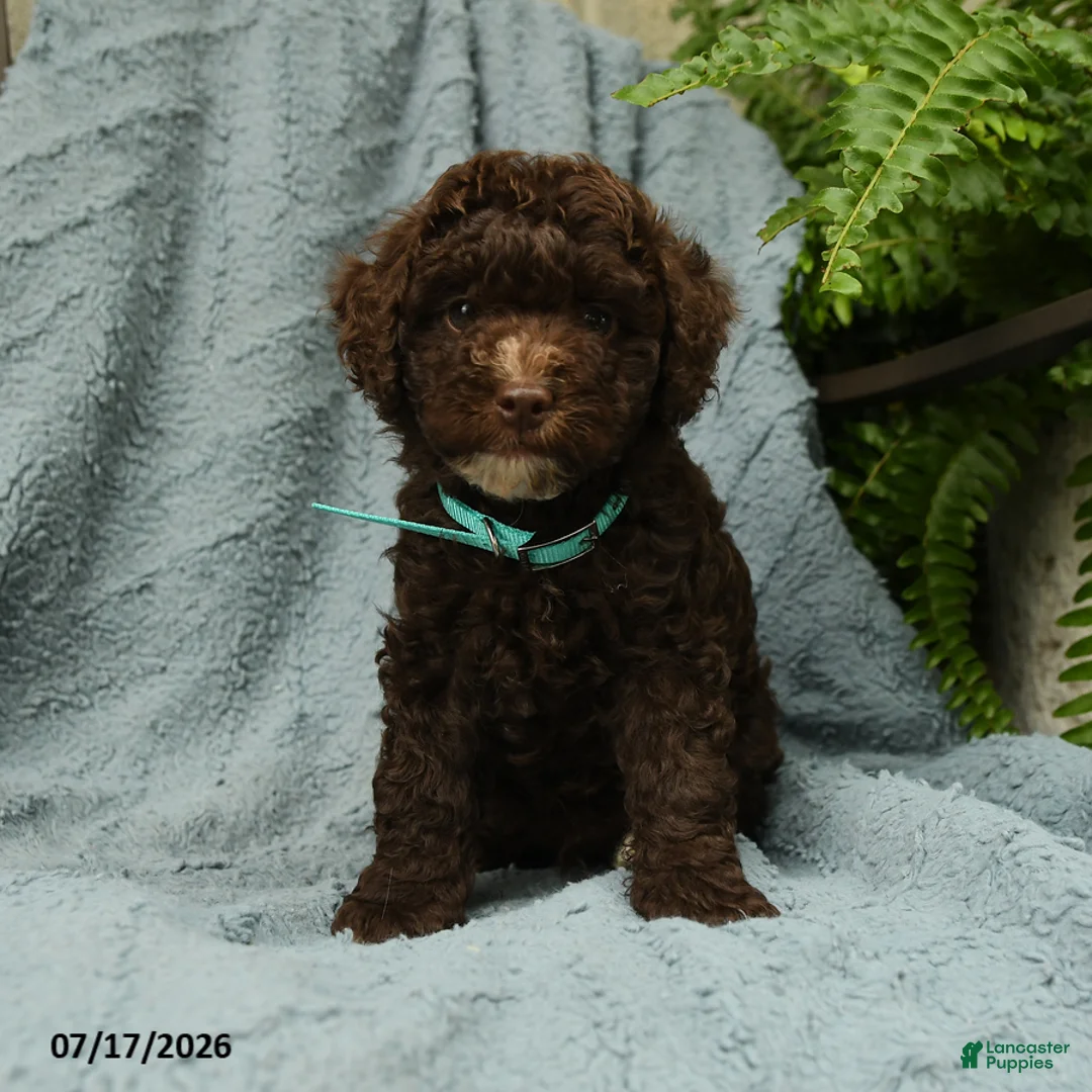 Toy Poodle dogs for sale: Jeremy - Ad 1