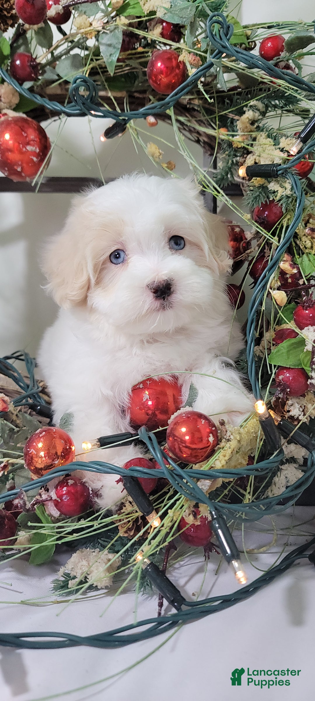 Maltipoo dogs for sale: April - Ad 1