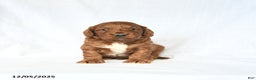 Mini Goldendoodle dogs for sale: London - Ad 1