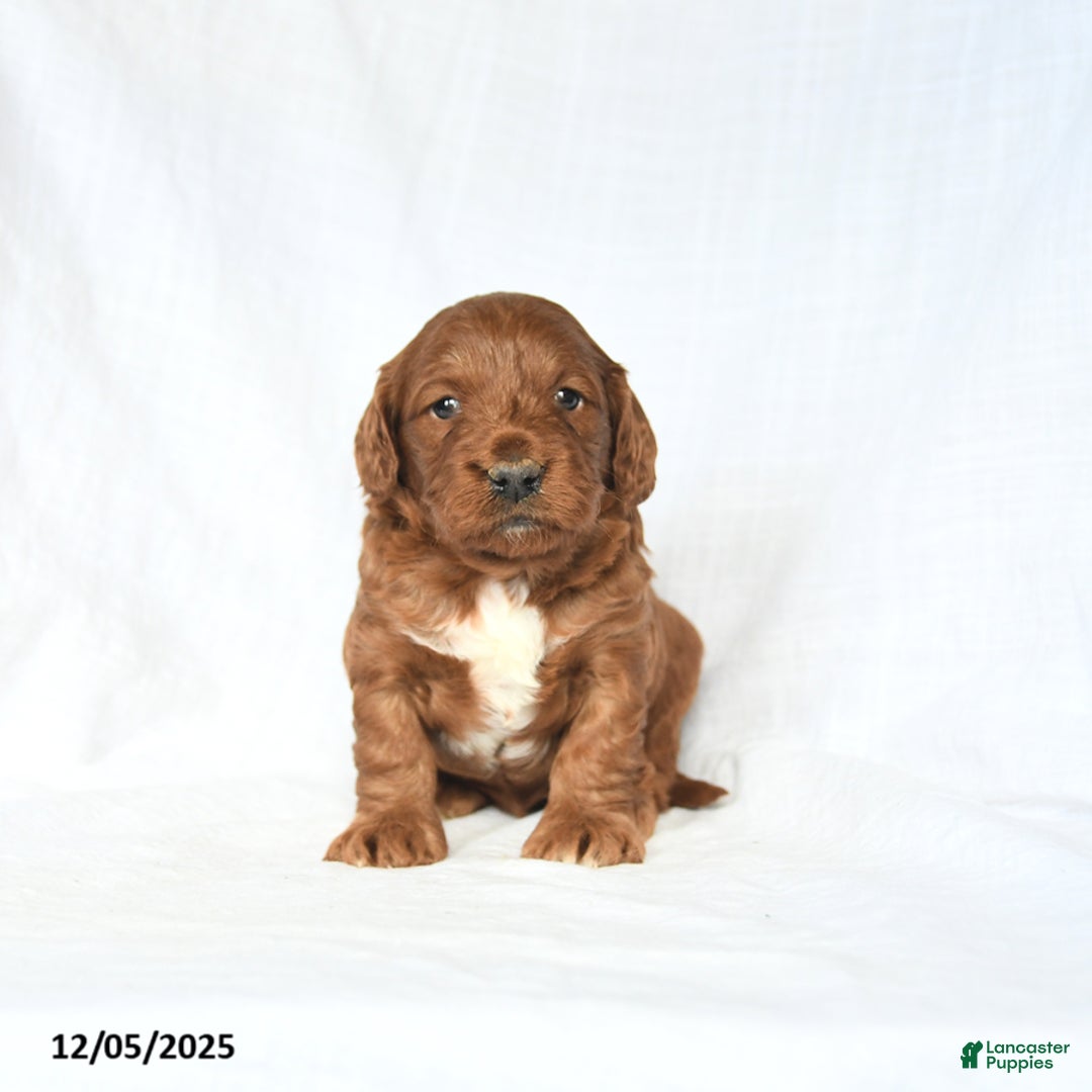 Mini Goldendoodle dogs for sale: London - Ad 1