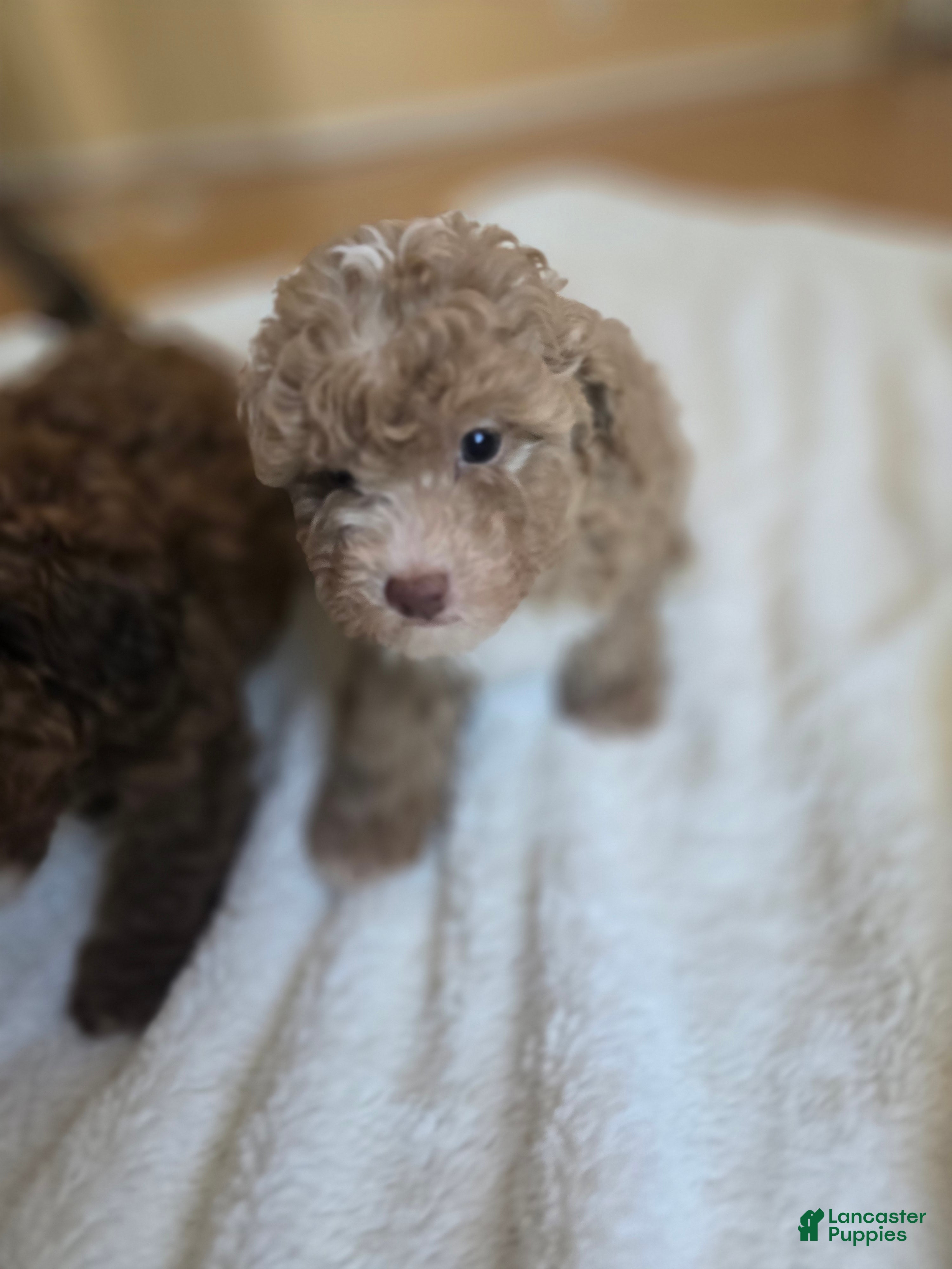Maltipoo dogs  Choco - Ad 2