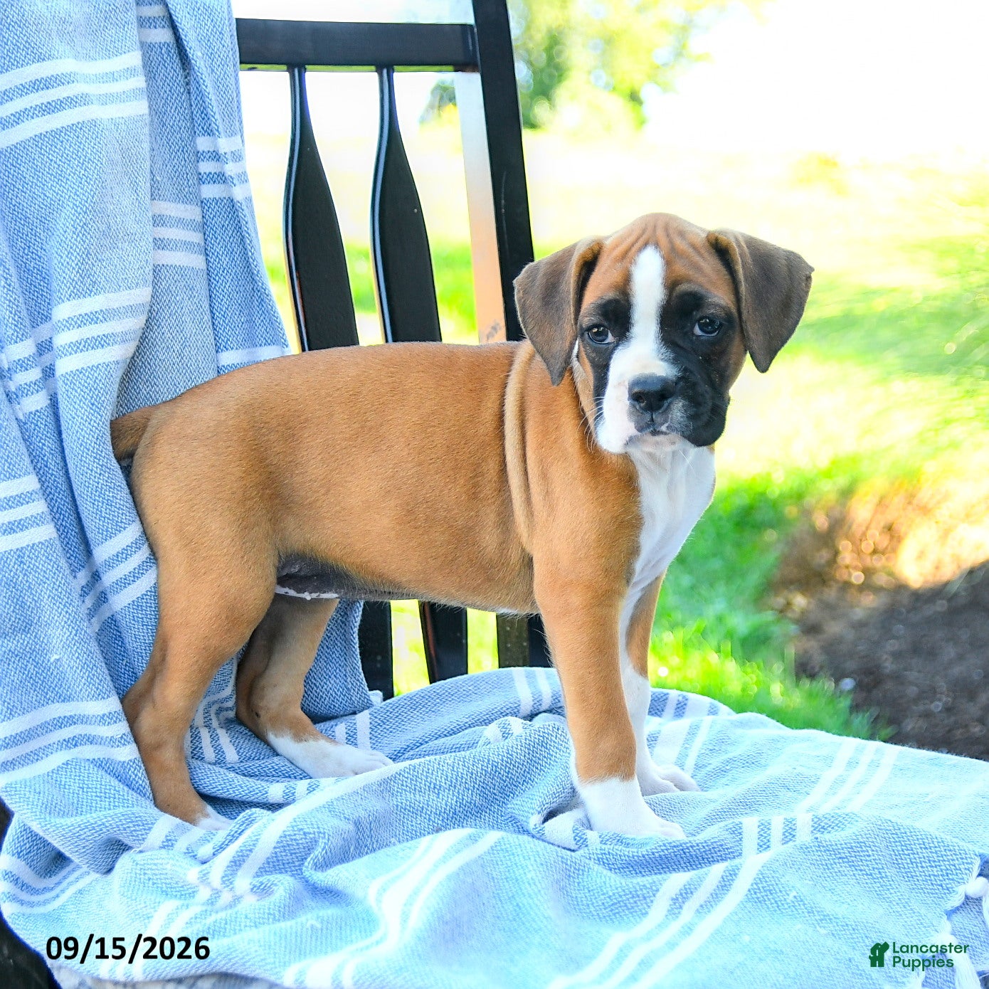 Boxer dogs Olivia - Ad 2