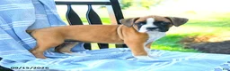 Boxer dogs for sale: Olivia - Ad 2