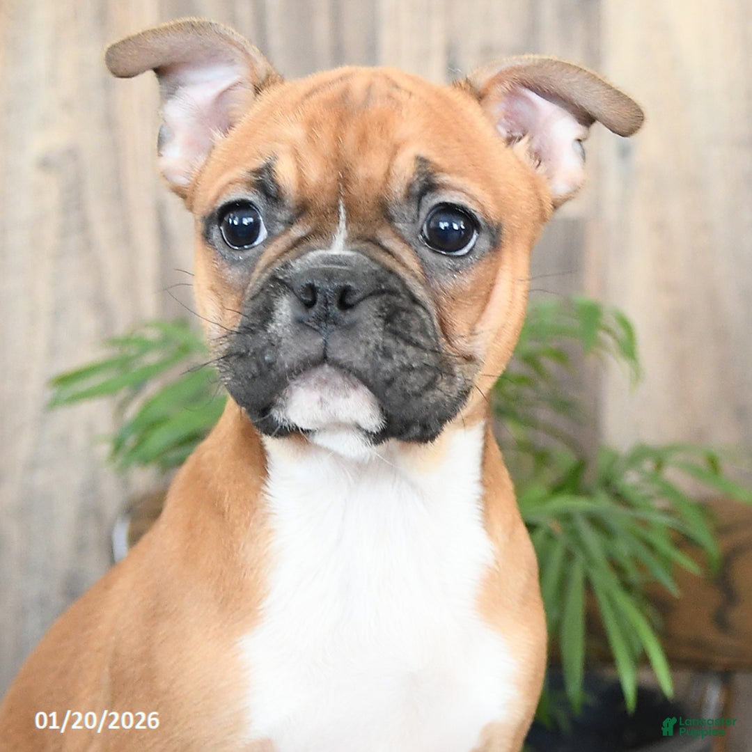 Frenchton dogs for sale: Hazel - Ad 3