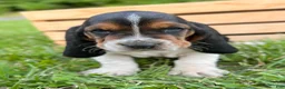 Basset Hound dogs for sale: Charlie - Ad 9