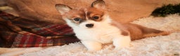 Welsh Corgi Pembroke dogs for sale: Waffle - Ad 1