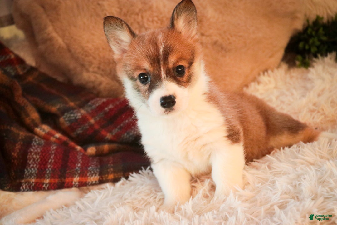 Welsh Corgi Pembroke dogs for sale: Waffle - Ad 1
