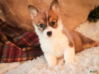 Welsh Corgi Pembroke dogs Waffle - Ad 40