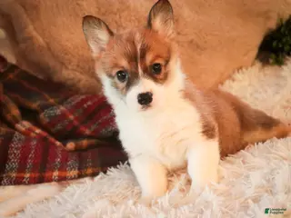 Welsh Corgi Pembroke dogs Waffle - Ad 40