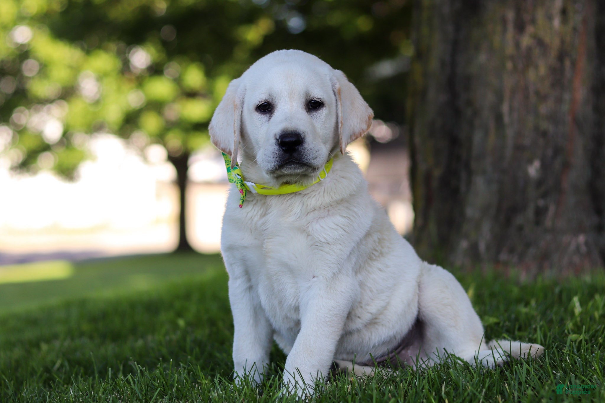 Labrador Retriever dogs for sale: Bobby - Ad 4