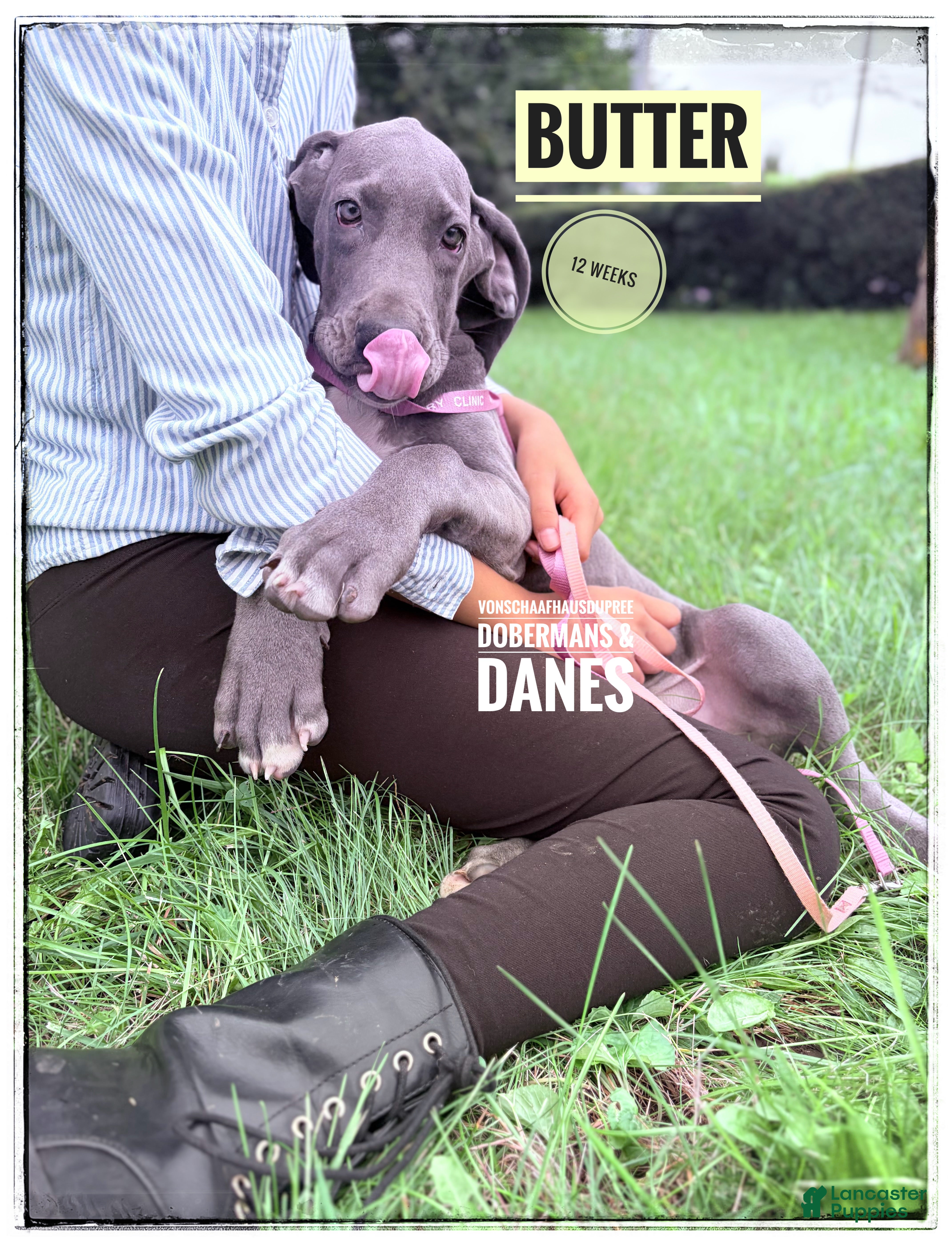 Great Dane dogs Butter - Ad 1