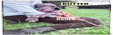 Butter