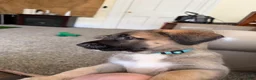 Mixed Breed dogs for sale: River - Ad 2
