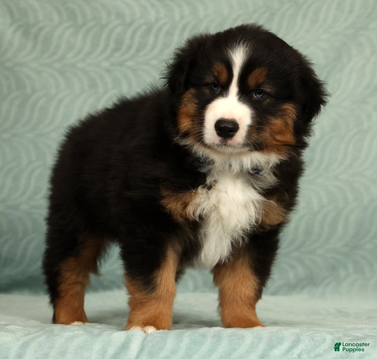 Australian Shepherd dogs Bear - Ad 2