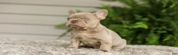 French Bulldog dogs for sale: Anne - Isabella - Ad 5