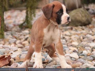 Boxer dogs Allie - Ad 21