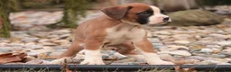 Boxer dogs for sale: Allie - Ad 1