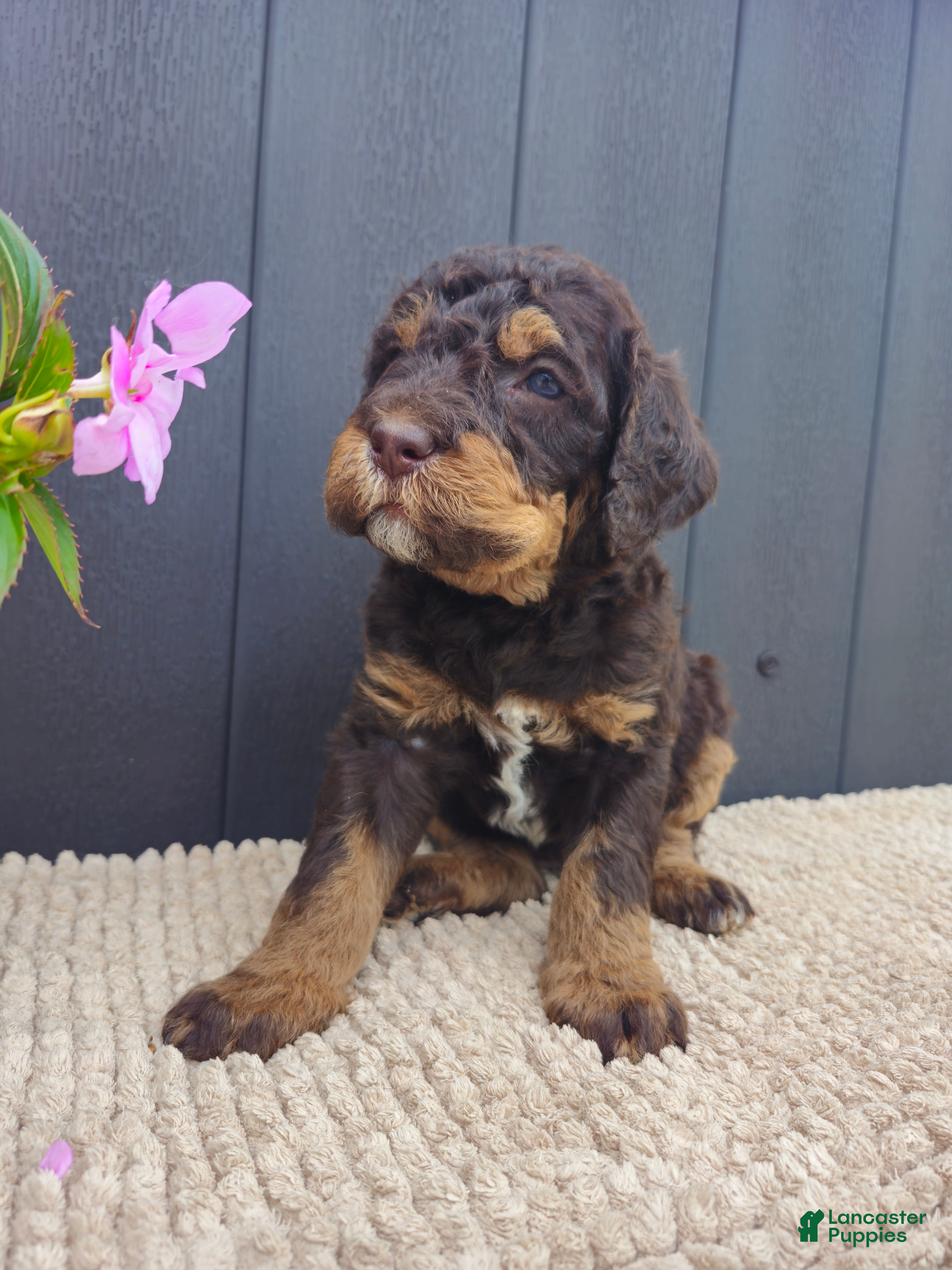 Labradoodle dogs Sunny - Ad 34