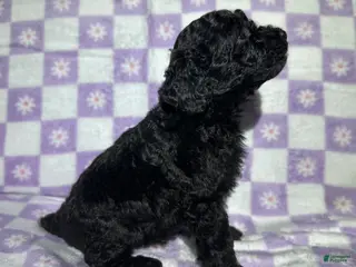 Toy Poodle dogs Toy Poodle Puppy 4 - Ad 29