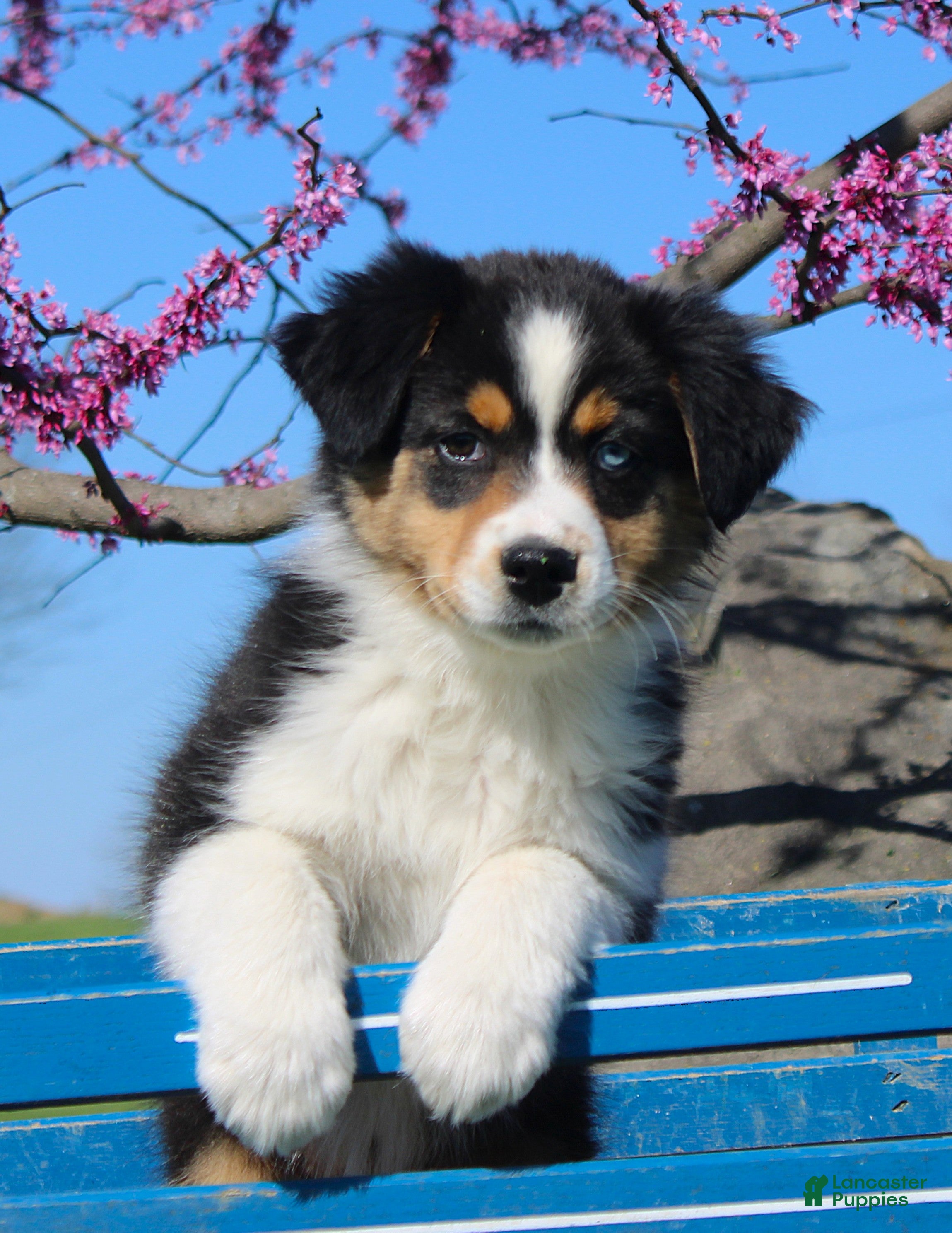 Australian Shepherd dogs Twig - Ad 2