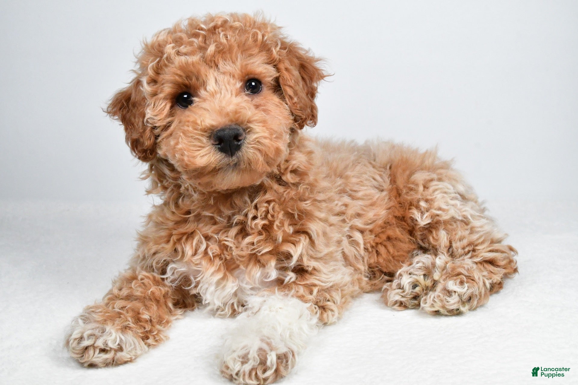 Bichpoo dogs for sale: Sophie - Ad 1