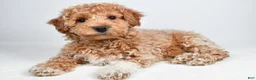 Bichpoo dogs for sale: Sophie - Ad 1