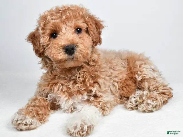 Bichpoo dogs for sale: Sophie - Ad 1
