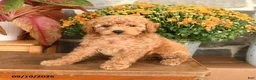 Miniature Poodle dogs for sale: Carla - Ad 3