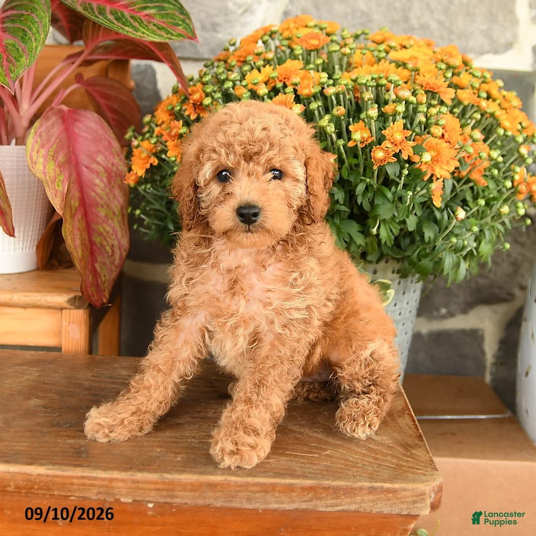 Miniature Poodle dogs for sale: Carla - Ad 3