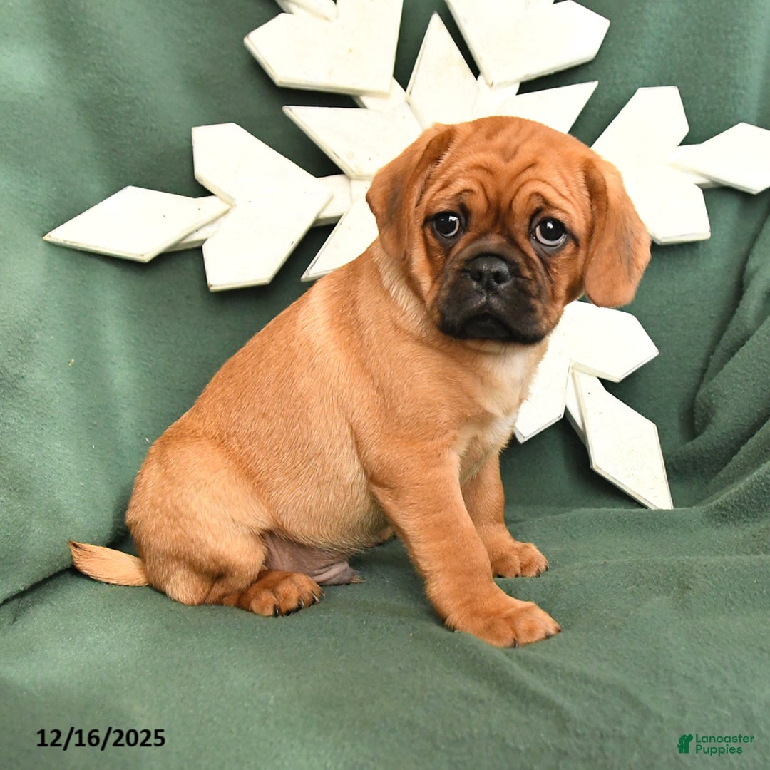 Mixed Breed dogs for sale: Rusty - Ad 3