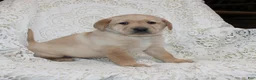 Labrador Retriever dogs for sale: Ranger - Ad 4