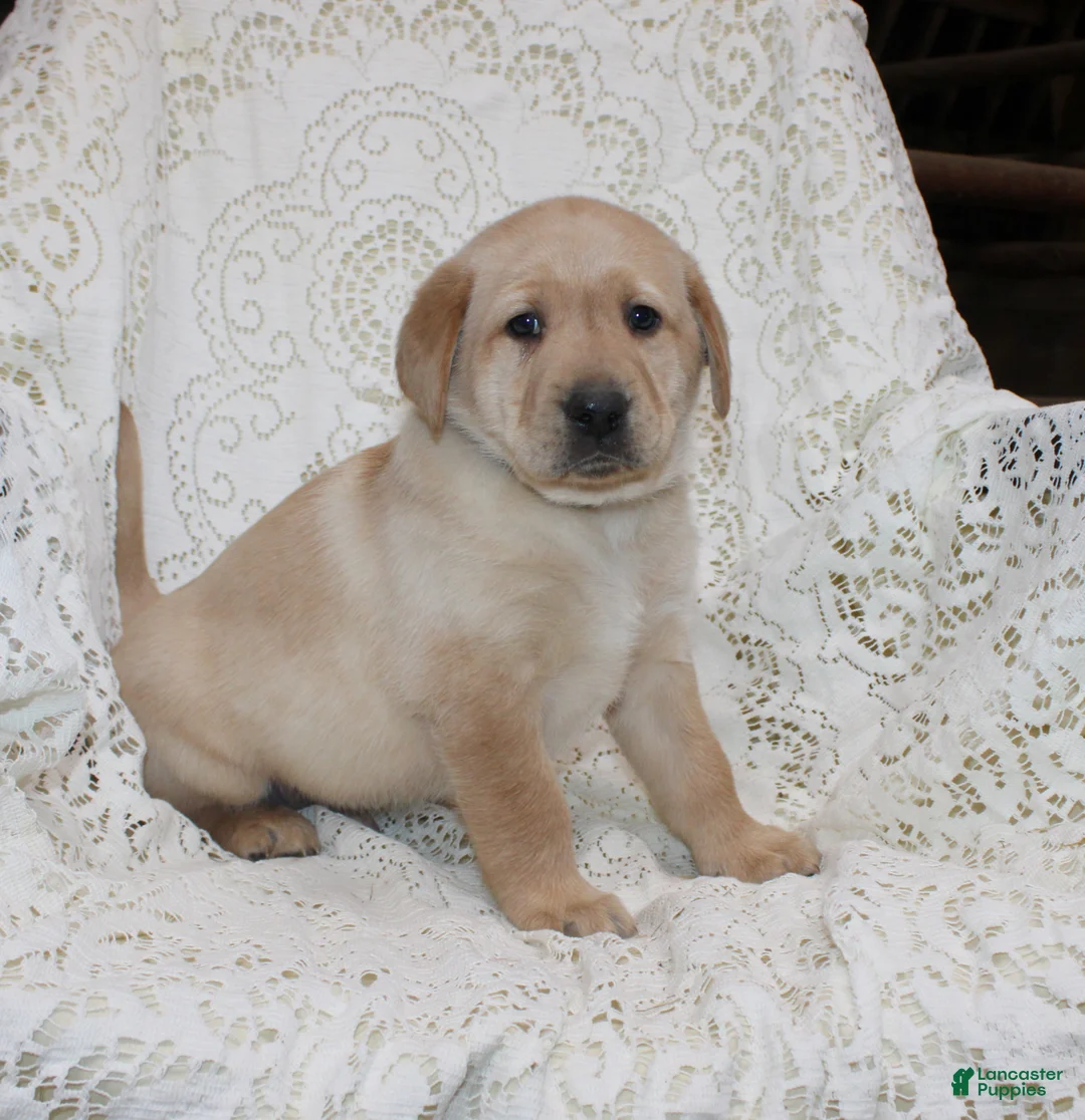 Labrador Retriever dogs for sale: Ranger - Ad 4