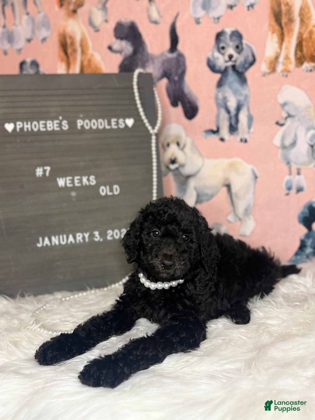 Standard Poodle dogs for sale: Standard Poodle Puppy 5 - Ad 5