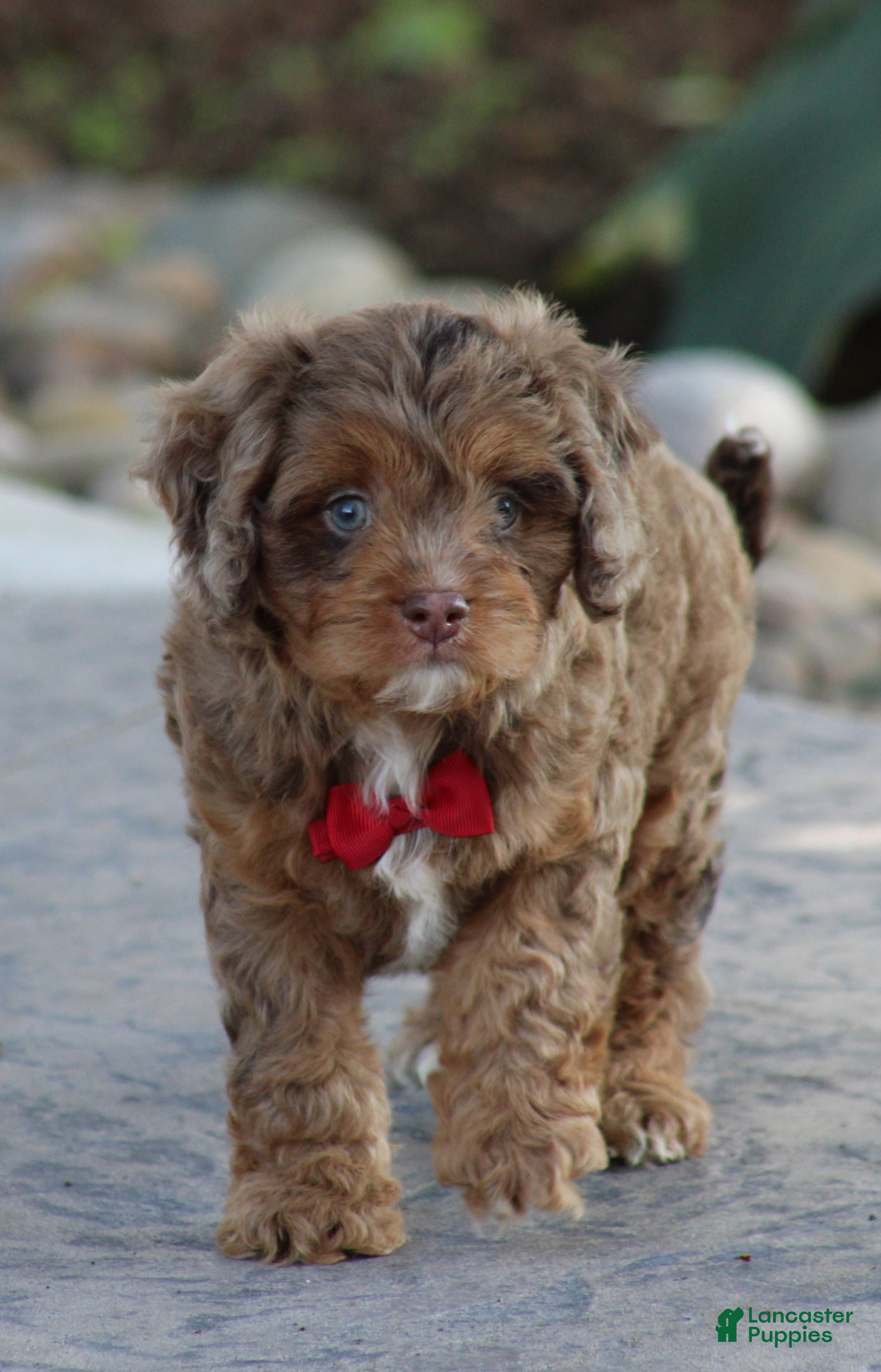 Cavapoo dogs Oliver - Ad 2