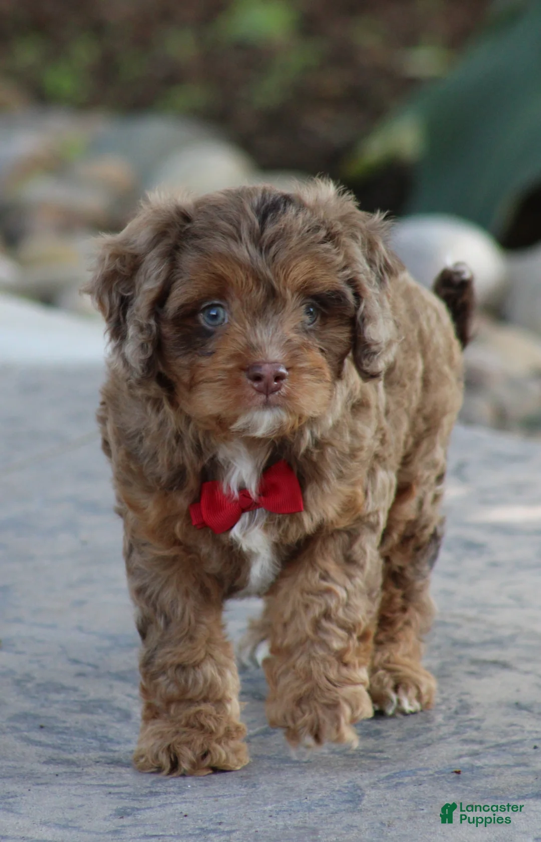 Cavapoo dogs for sale: Oliver - Ad 2