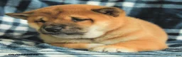 Shiba Inu dogs for sale: Spot - Ad 3