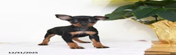 Miniature Pinscher dogs for sale: Lilly - Ad 1
