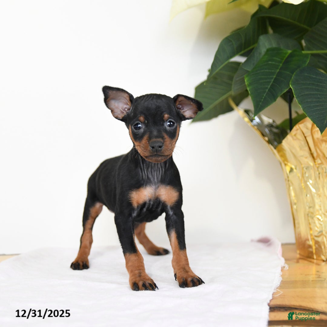 Miniature Pinscher dogs for sale: Lilly - Ad 1