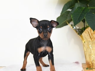 Miniature Pinscher dogs Lilly - Ad 16