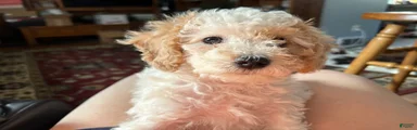 Jojo Cavapoo Puppy 2