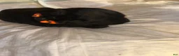 Double Doodle dogs for sale: Orange - Ad 2