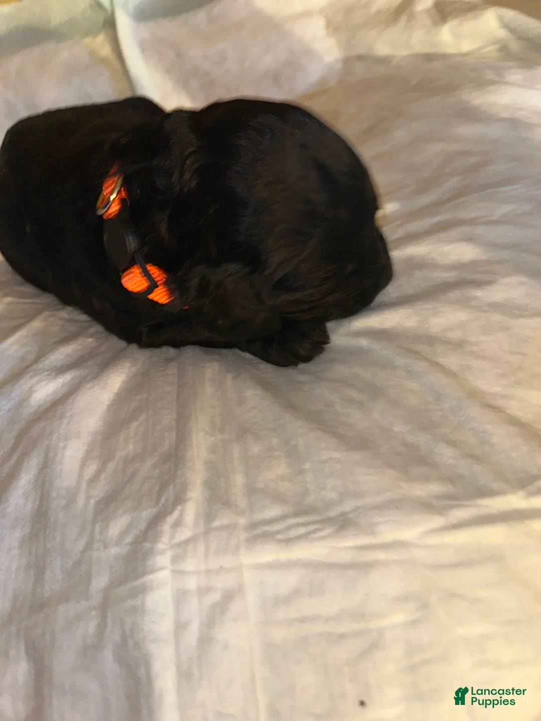 Double Doodle dogs for sale: Orange - Ad 2