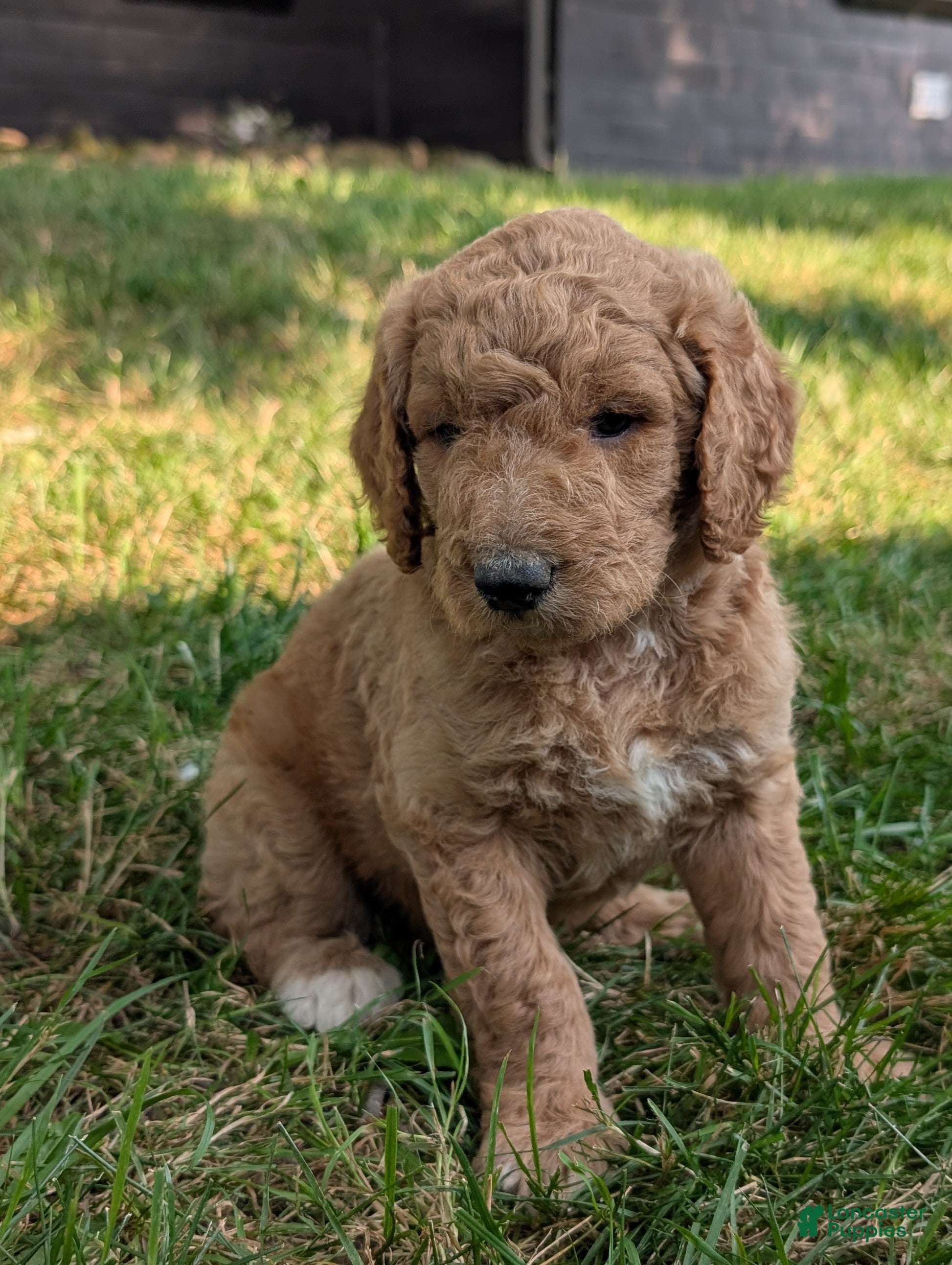 Goldendoodle dogs Annie  - Ad 1