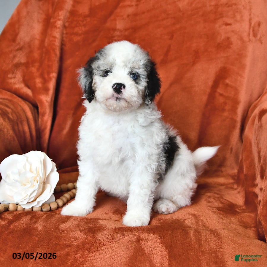 Mini Aussiedoodle dogs Spencer - Ad 1